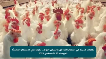 تقلبات جديدة في أسعار الدواجن والبيض اليوم.. تعرف على الأسعار المحدثة الأربعاء 20 أغسطس 2025